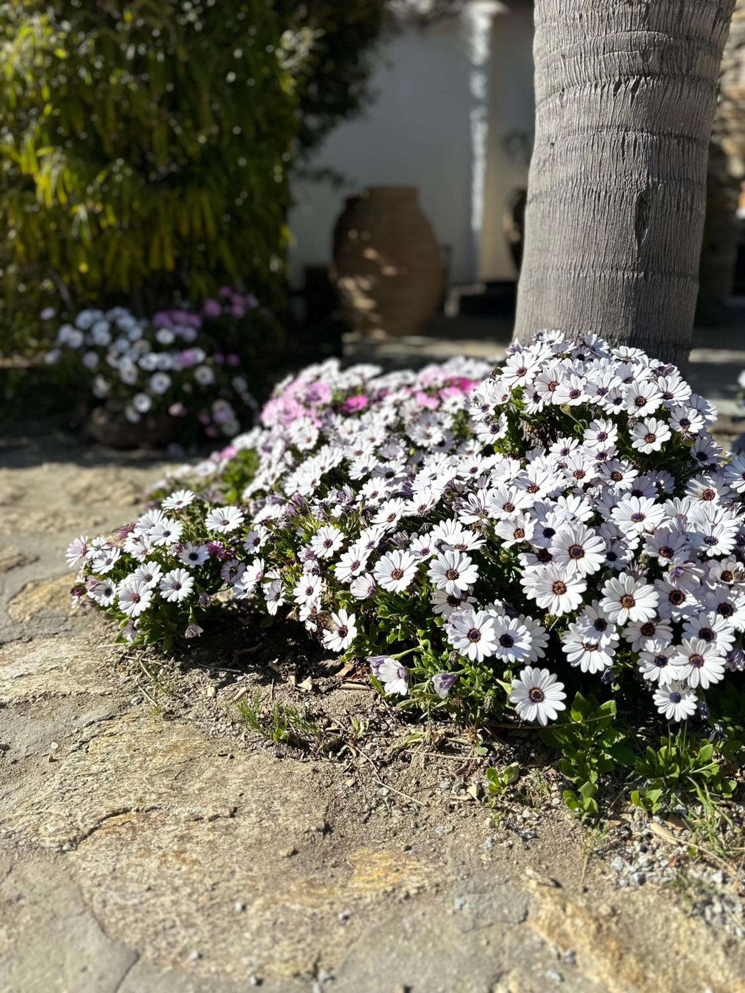 Divers House Agrari  Dış mekan fotoğraf
